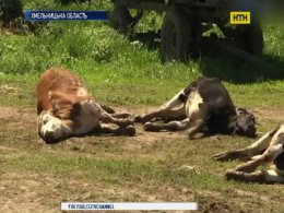 В Хмельницкой области отравили коров в фермерском хозяйстве