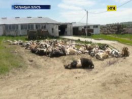 Массовое отравление скота расследуют в Хмельницкой области
