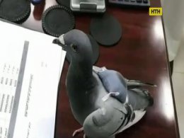 В Кувейте обнаружили голубя-наркокурьера