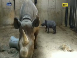 В США родился детеныш редкого носорога