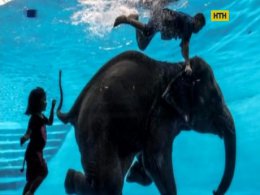 Слоненок из Таиланда обожает плавать и нырять