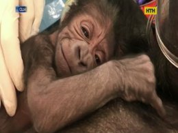 В США целая команда медиков спасали маму и детеныша гориллы