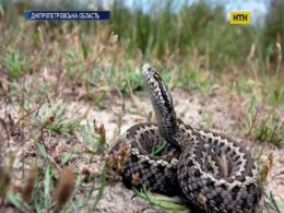 Зміїний сезон розпочався - перша допомога при укусі