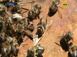 На Сумщині після обробки ланів загинули бджоли