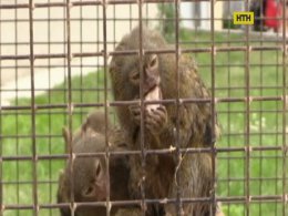В Виннице обезьянок, привезенных из Польши, приучают к украинскому языку