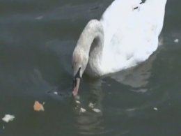 На Вінничині врятовані лебеді не забувають своїх рятівників