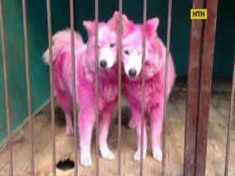 Росіяни заробляли на розфарбованих собаках