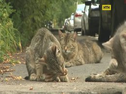 В столице признали права уличных котов