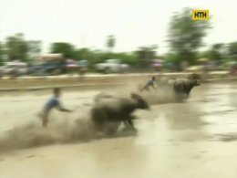 Оригінальні перегони буйволів відбулися в Таїланді