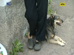 Столичні догхантери отруїли собаку, який допомагав сліпому