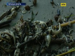 В Черкасской области в Днепре массово гибнет рыба