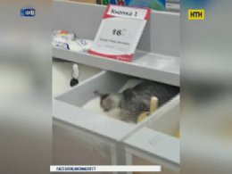 В столичном супермаркете кошка вместо туалета ходила в ящик с сахаром
