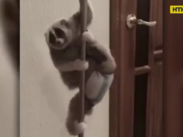 У Пермі живе примат, який більше за все любить танцювати на жердині