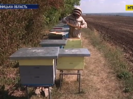 На Вінниччині бджоляр започаткував новий метод створення меду
