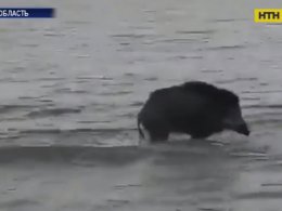 Дика свиня перепливла Азовське море