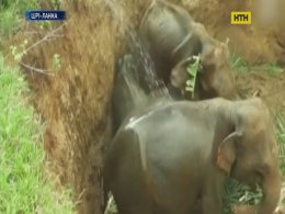 На Шрі-Ланці врятували зі смертельної пастки родину слонів