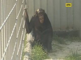 В Харькове обезьяны покалечили работника зоопарка
