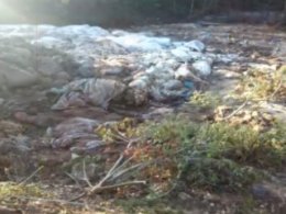 Более десяти тонн животных останков обнаружили в лесополосе неподалеку Костополя Ровенской области