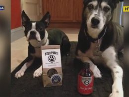 Пиво для собак запустили в производство в США