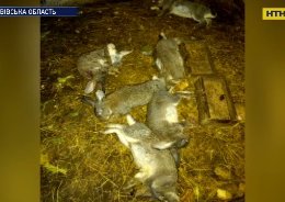 Чупакабра вбила понад 40 кролів на Львівщині