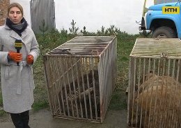 Трьох ведмедів звільнили з приватного зоопарку на Львівщині