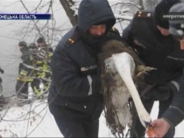 Люди спасли закованную в лёд птицу