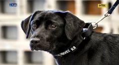 В ЦРУ из-за профессиональной непригодности уволили собаку