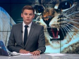 На Харківщині кішка вбила тримісячну дитину