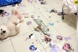 Собачка из Тайвани разорвала коллекцию порнографии своего хозяина