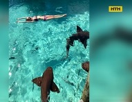 Акула напала на женщину на Карибах