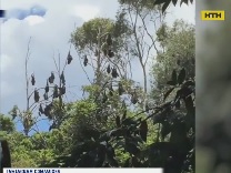 Небезпечні летючі лисиці атакували місто в Австралії