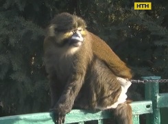 У Запоріжжі мавпа Чіп відсвяткував своє 18-річчя