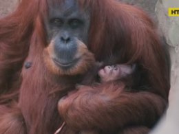 Мамина любов: орангутан Де Ді ніжно обіймає свого малюка після тривалої розлуки