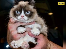 Хазяйка "сердитого" кота відсудила 710 тисяч доларів за порушення авторських прав