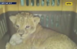 Львицу, которую спасли от контрабандистов, поселят в одесском зоопарке