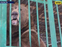 На Чернігівщині погоду прогнозують ведмеді