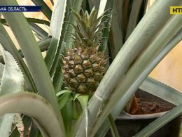Крупнейший в мире ананас вырастил украинский фермер у себя во дворе