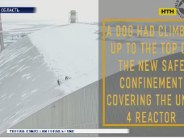 У Чорнобилі врятували собаку, який виліз на верхівку саркофага