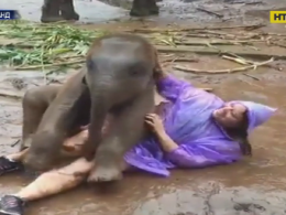 У Таїланді щасливий слон напав на туристку