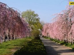 У парку Токіо розквітли сакури