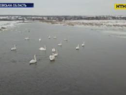 Мешканці Дніпропетровщині врятували зграю лебедів