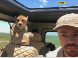 В Танзании гепард залез в авто туриста во время сафари