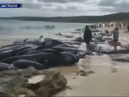 Дельфіни-самогубці викинулися на узбережжя океану в Австралії