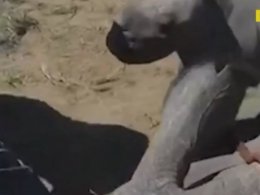 Малыш-носорог отважно защищал маму