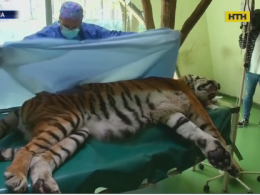 Уникальную операцию на лапе сделали тигру в венгерском зоопарке