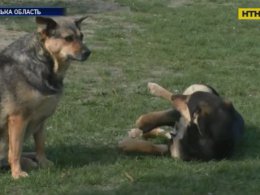 60 безпритульних собак отруїли на Черкащині