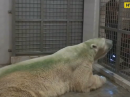 У Сінгапурі помер білий ведмідь Інука