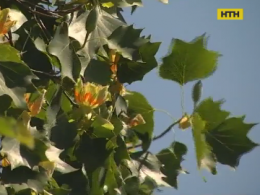 В Ужгороде расцвело тюльпанное дерево