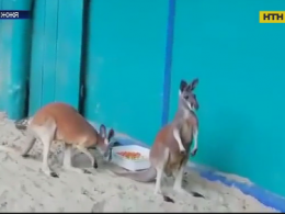 У Бердянський зоопарк привезли пару австралійських кенгуру