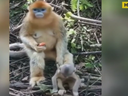 Користувачів соціальних мереж обурило ставлення мавпи до дитинчати